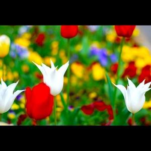 Meet your Posher, Bing